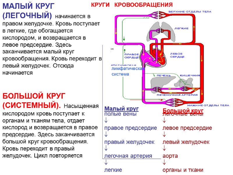 лимфатическая  система КРУГИ   КРОВООБРАЩЕНИЯ МАЛЫЙ КРУГ (ЛЕГОЧНЫЙ) начинается в правом желудочке.